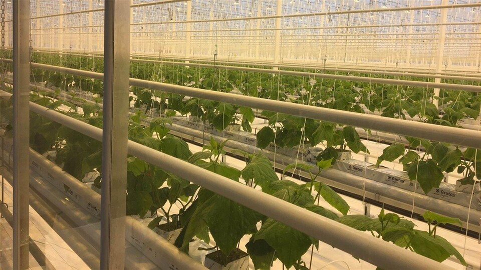 Les premiers plants de concombres des Serres Toundra, de Saint-Félicien