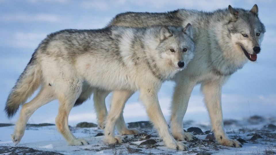 Deux loups, un mâle et une femelle, côte à côte.
