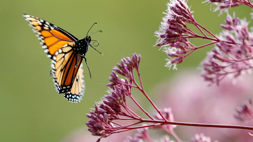 Un insecte prêt à se poser sur une fleur
