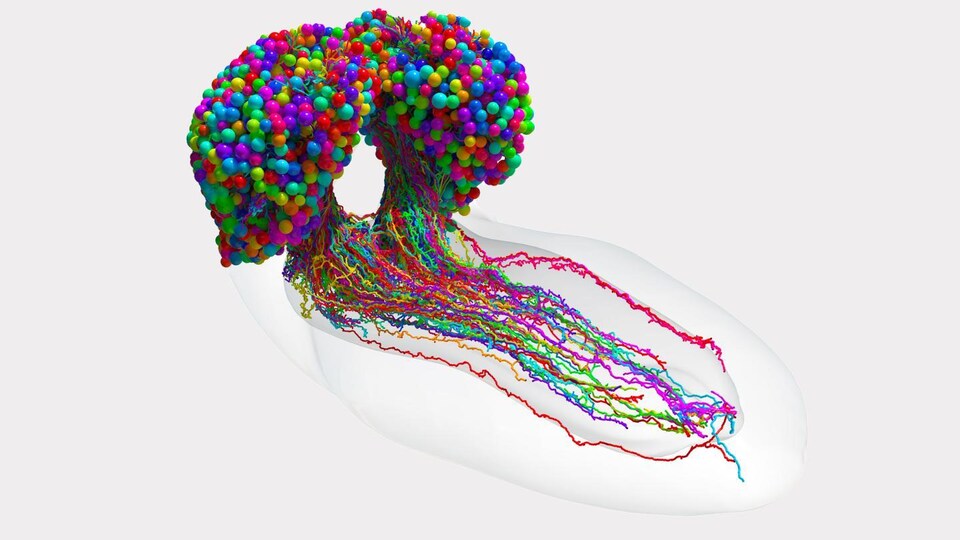 L'ensemble des neurones d'un cerveau de drosophile.