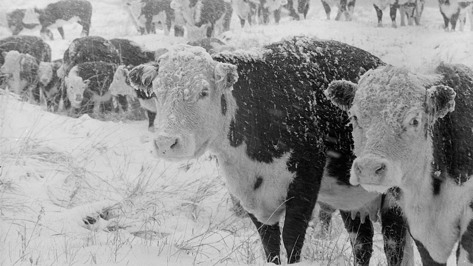 Des boeufs américains dans et sous la neige, dans le Nebraska