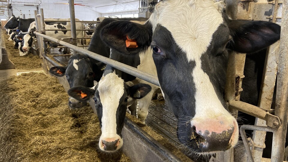 Des vaches dans un bâtiment de ferme.