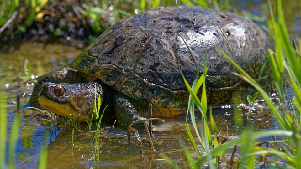Une tortue dans un étang en Abitibi-Ouest.