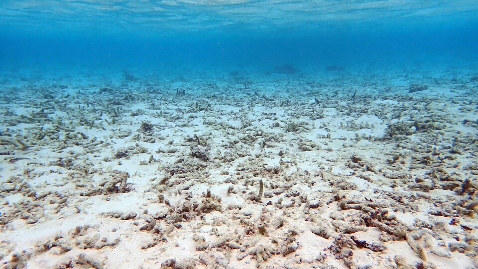 Des coraux morts, sans couleurs, dans une partie de l'océan où il ne semble y avoir aucune vie marine. 