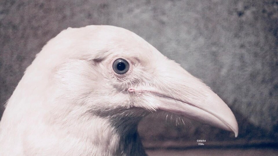 Un corbeau blanc.