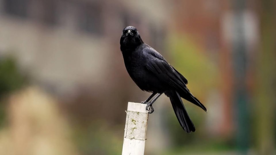 Une corneille est posée sur un poteau.