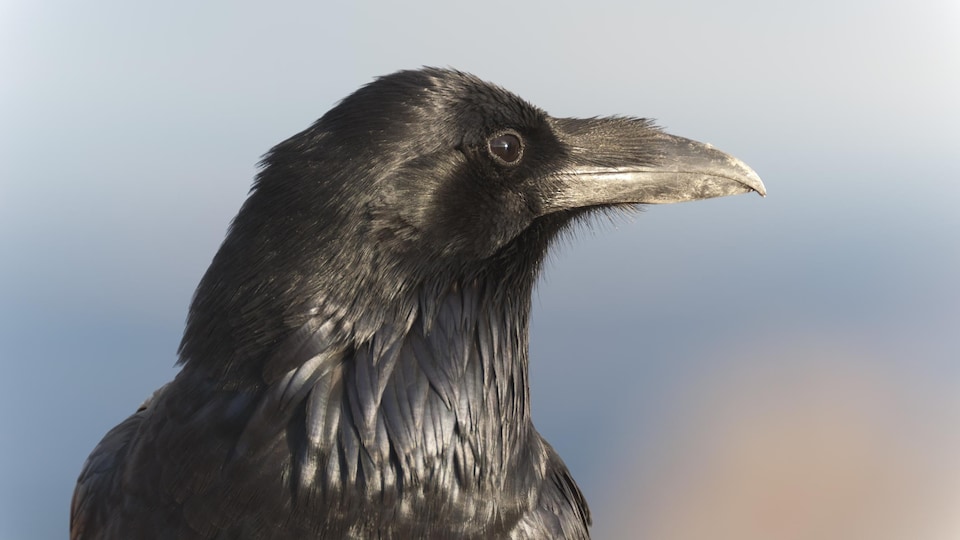 Gros plan sur la tête d'un corbeau.