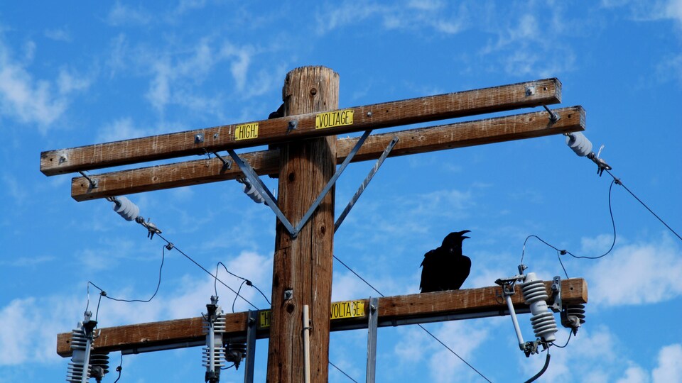 Un corbeau sur un poteau de télécommunication en bois.