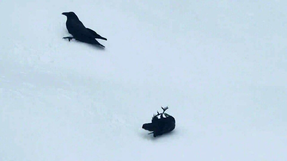 Deux corbeaux semblent jouer dans le neige.