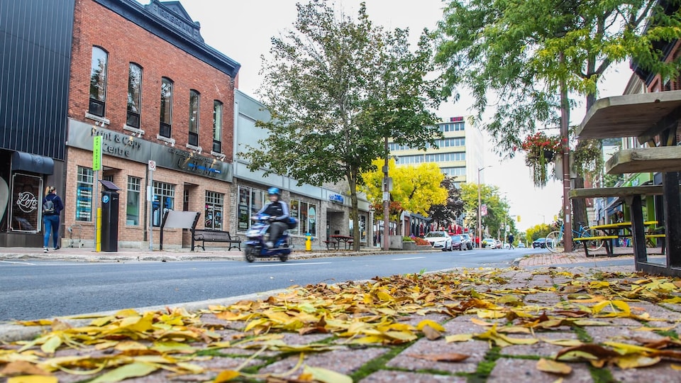 Des feuilles jeunes sur le trottoir du centre-ville.