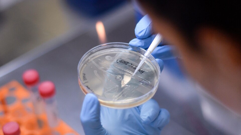 Gros plan sur un échantillon de bactérie manipulé par un chercheur dans un laboratoire.