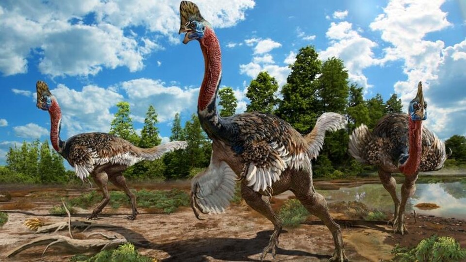 Représentation artistique du Corythoraptor jacobsi.