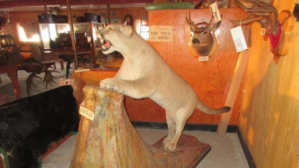 Les animaux empaillés du musée Oscar