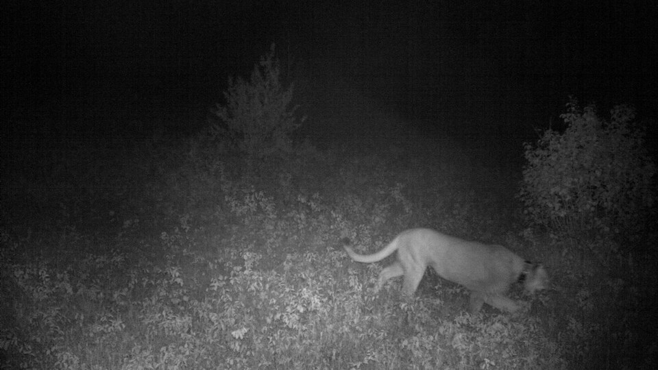 site de rencontre cougar qui marche