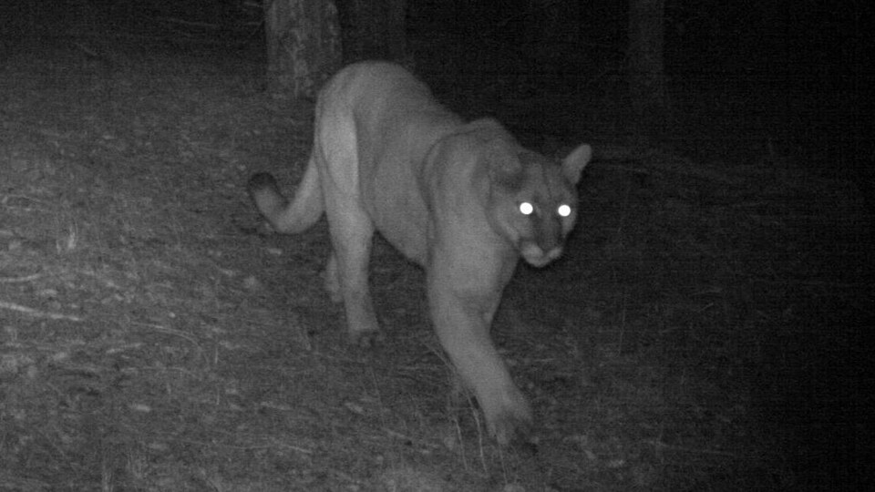 Un cougar marchant dans la forêt les yeux reluisant dans la nuit