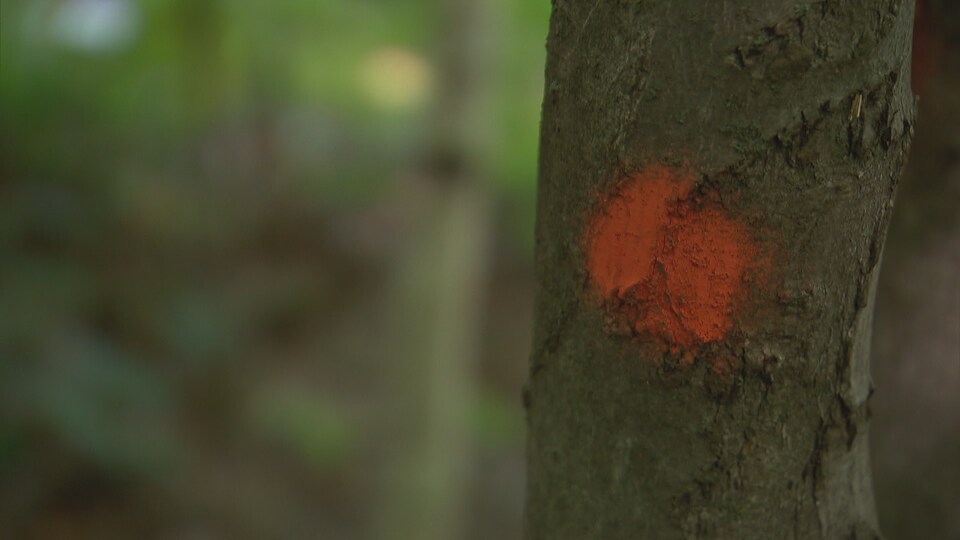 Un arbre marqué à la peinture orange.