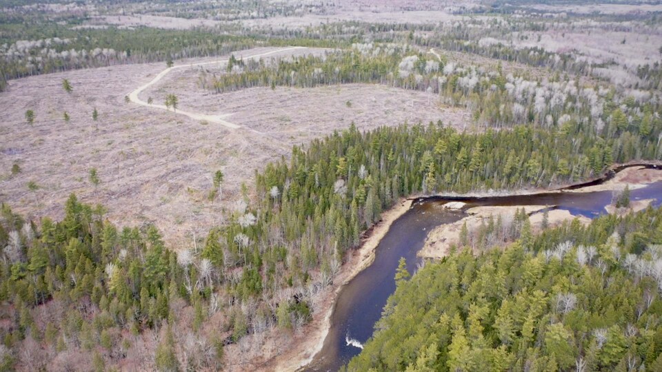 Vue aérienne d'une coupe forestière tout près de la rivière Miramichi.