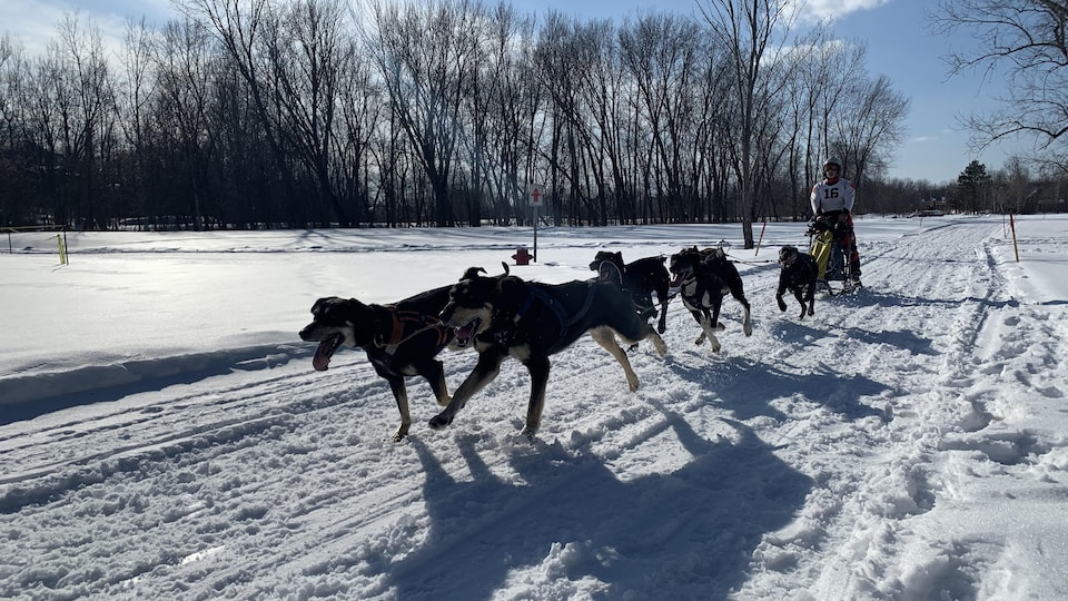 Six chiens tirent un traîneau sur la neige dirigé par une personne.