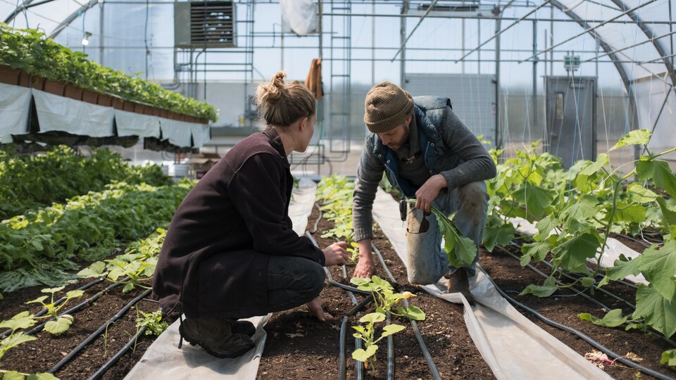 Deux travailleurs agricoles agenouillés devant une rangée de plants.