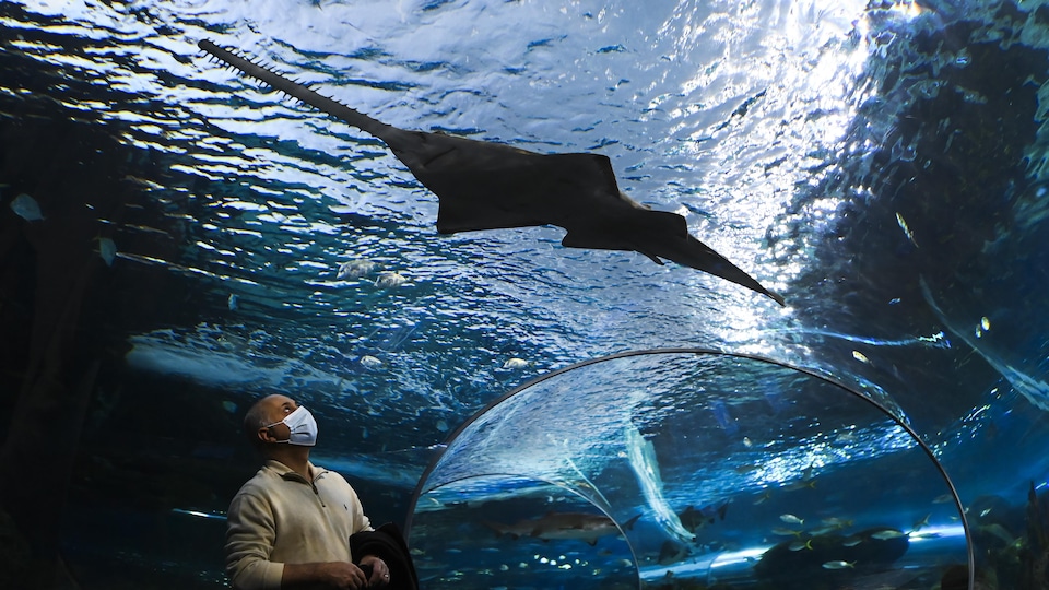 Un visiteur portant un masque à l'aquarium de Toronto regarde une raie qui passe au-dessus de sa tête.