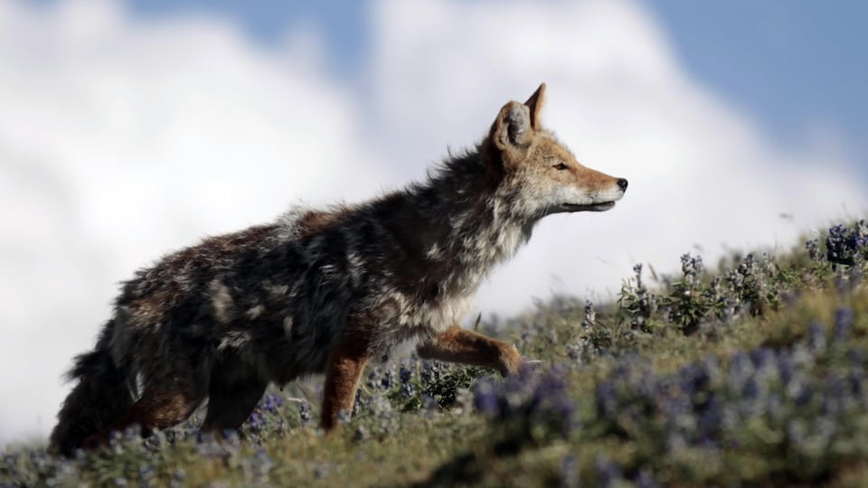 Un coyote dans le parc national de Yellowstone, dans l'État américain du Wyoming.