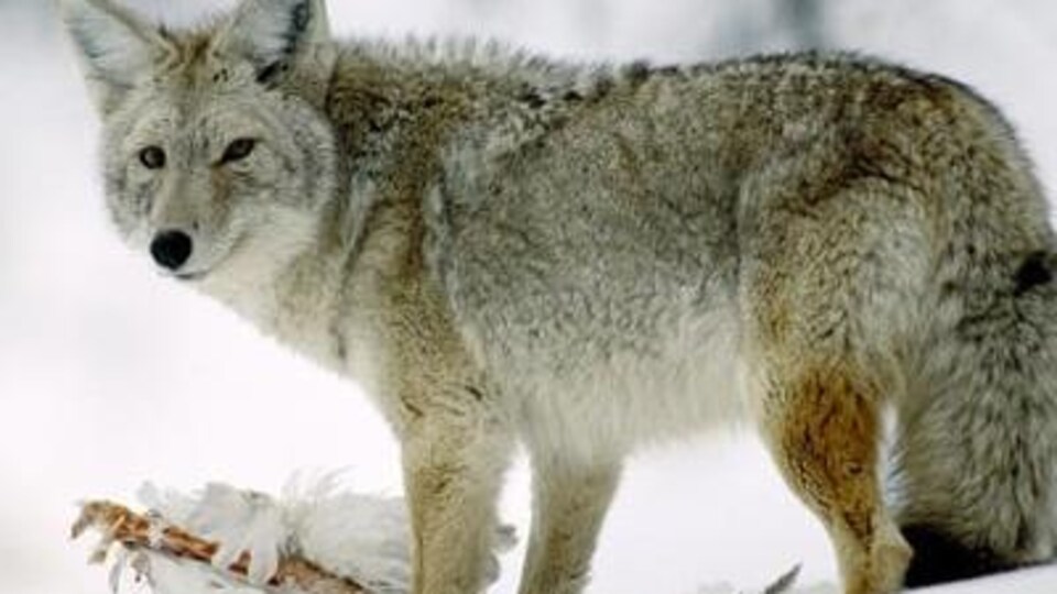 Un coyote dans la neige