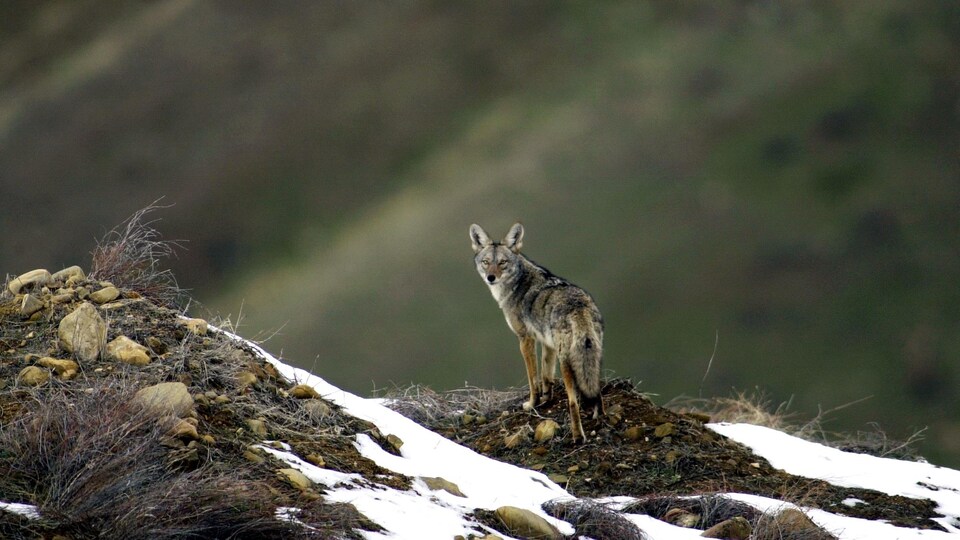 Un coyote surplombe une vallée, alors que quelques accumulations de neige sont visibles ici et là.