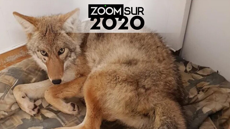 Un coyote couché sur une couverture.