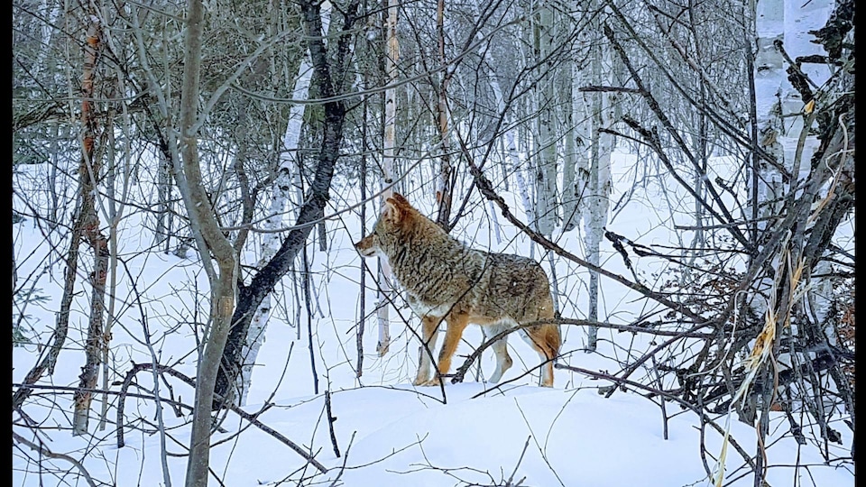 Un coyote dans un boisé.  