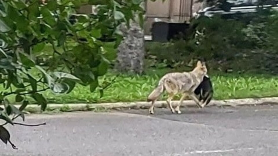 Un coyote marche dans la rue avec un animal inconnu dans la bouche.