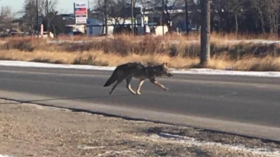 Un coyote marche au milieu de la rue Raleigh à Winnipeg alors qu'au loin se trouve une station essence