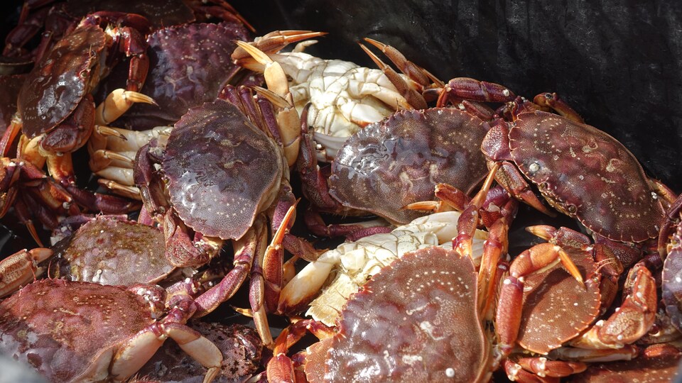 Des crabes communs, fraîchement pêchés.