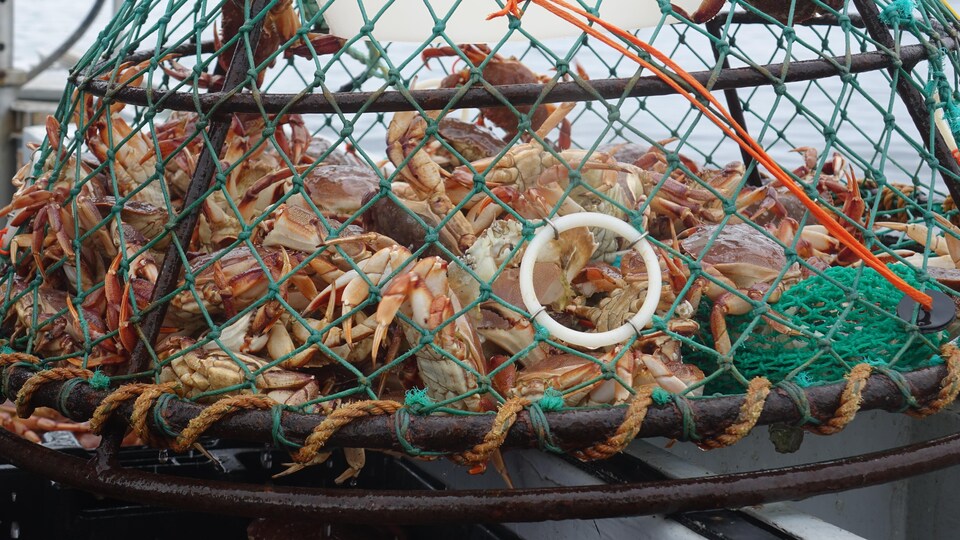 Un casier rempli de crabes communs.