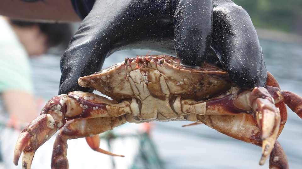 Une main tient un crabe commun.