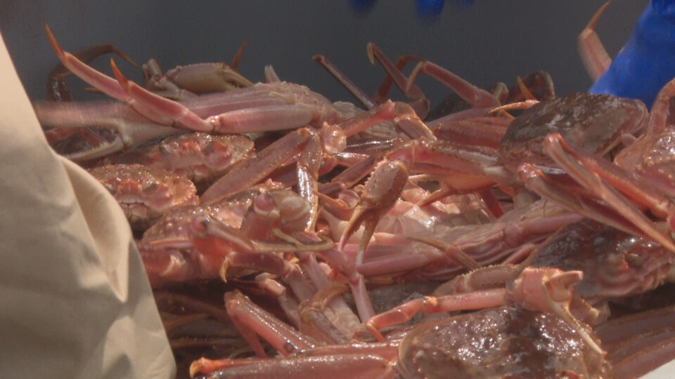 L'industrie du crabe des neiges rapporte plusieurs millions de dollars par année dans la Péninsule acadienne