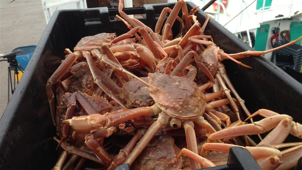 Arrivages de crabe gaspésien