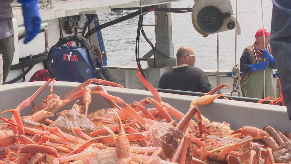 La pêche au crabe est un maillon important de la chaîne économique de la Péninsule acadienne