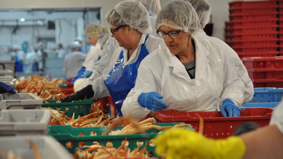 Des travailleuses et travailleurs d'usine travaillent à la chaîne afin d’apprêter le crabe.
