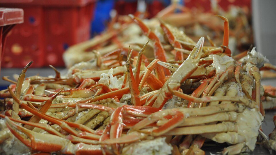 Des pinces de crabe reposent dans une usine de transformation. 
