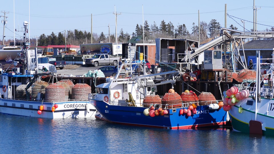 Des bateaux de pêche remplis de casiers accostés au port de Matane.
