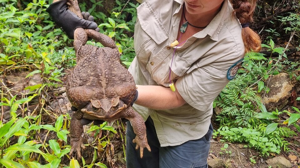 Un crapaudbuffle gros comme un bébé RadioCanada.ca