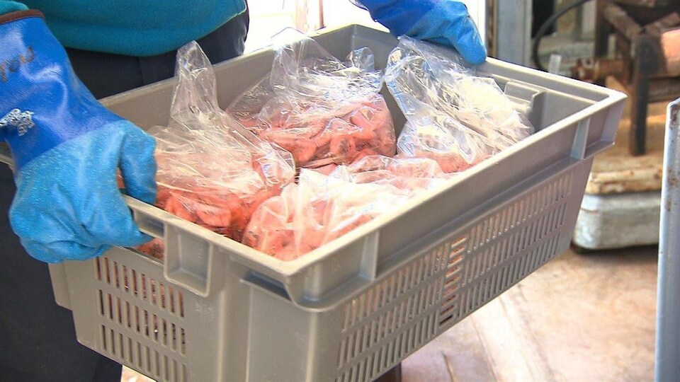 Une personne transporte des sacs de crevettes dans un petit bac de plastique.