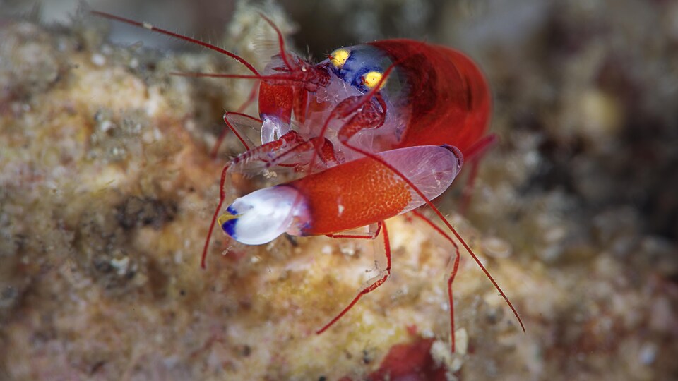 Une crevettes très colorée vue de près.