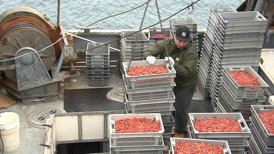 Des contenants remplis de crevettes crues sortent d'un bateau de pêche au quai de Sept-Îles
