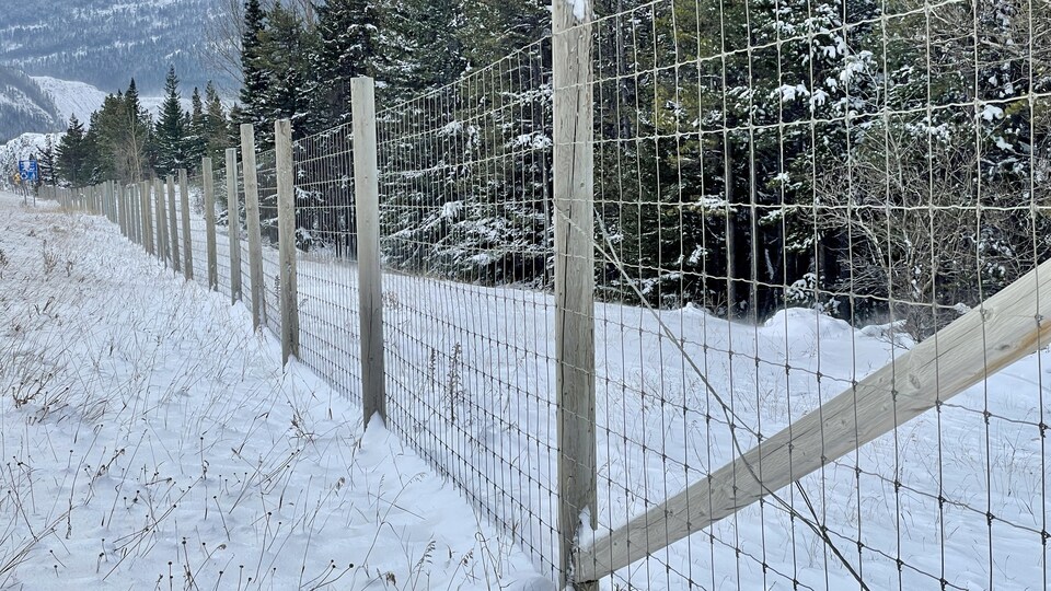 A fence at the edge of the forest.