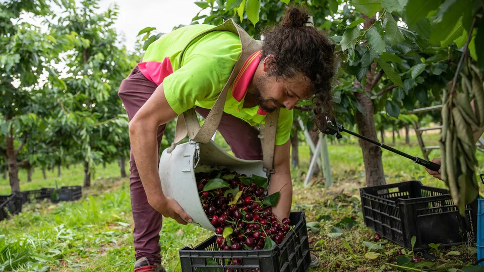 Un cueilleur entouré d'arbres fruitiers se penche au-dessus d'un bac dans lequel il verse des cerises au sein d'un verger à Summerland, en Colombie-Britannique.