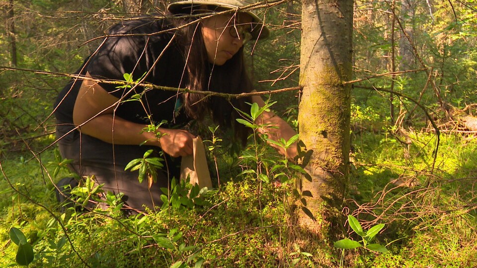 Une femme autochtone cueille des champignons dans une forêt.