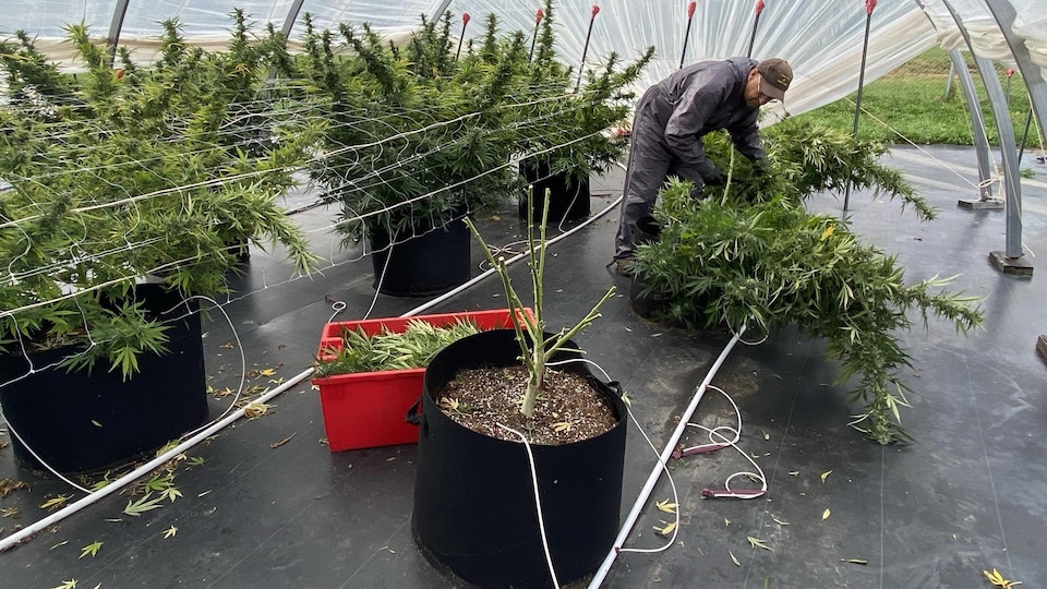 À l'avant-plan, un plant de cannabis complètement taillé avant la saison froide, tandis que, derrière, un travailleur en coupe un autre.