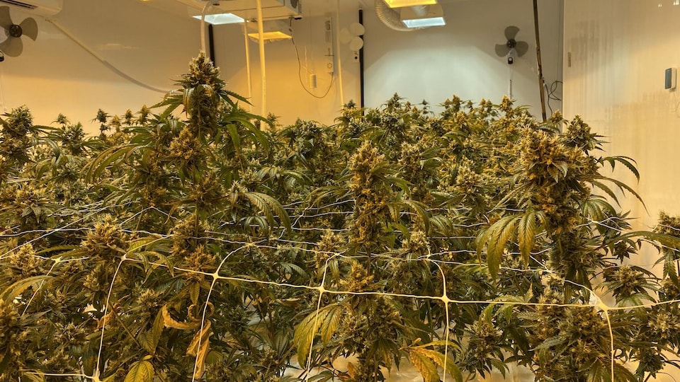 Des feuilles de cannabis dans une salle intérieure, sous des lumières.