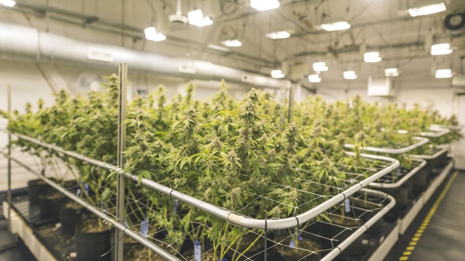 Des plants de cannabis.